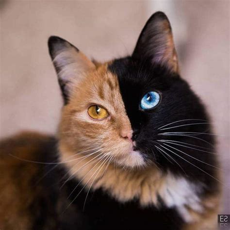 Quimera The Astonishing Feline Wonder With A Two Sided Face
