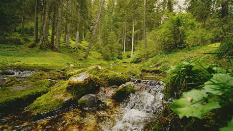 Rocky Stream Flows Through Mossy Forest Free Stock Video Mixkit