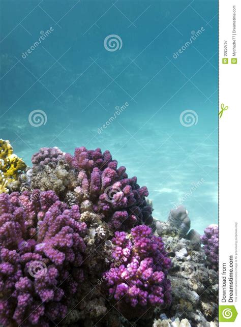 Coral Reef With Pink Pocillopora Coral At The Bottom Of Tropical Sea