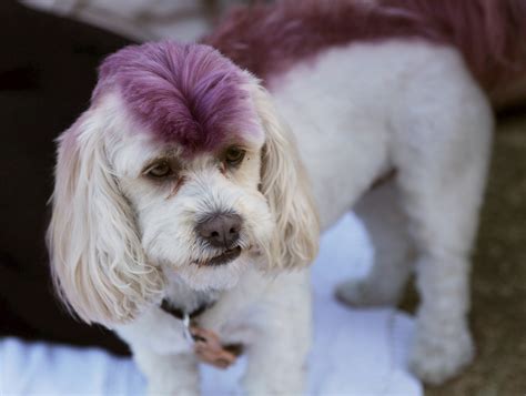 Wowza—5 Hilarious Dog Hairstyles The Dog People By