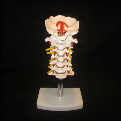 1st Quality Life Size Human Cervical Spine Model With Spinal Nerves