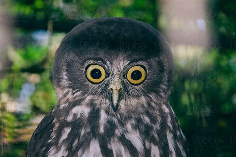 Funny Owl With Big Eyes And Big Head Del Colaborador De Stocksy
