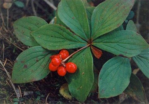 Bunchberry Berries (Cornus Canadensis) in Ontario | Healthy plants ...