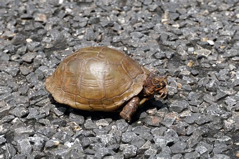 Turtles live as long as 15 to 25 years. Box Turtles