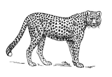 Outline the general shape of the neck. Cheetah Drawing For Kids at PaintingValley.com | Explore collection of Cheetah Drawing For Kids