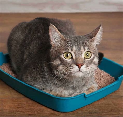 5 Reasons Why Your Cat Is Sleeping In The Litter Box