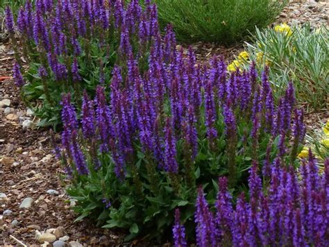20 Of The Best Deer Resistant Annuals For Chester County Gardens
