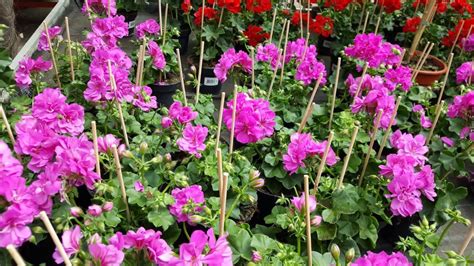 Geranium Varities The Home Garden