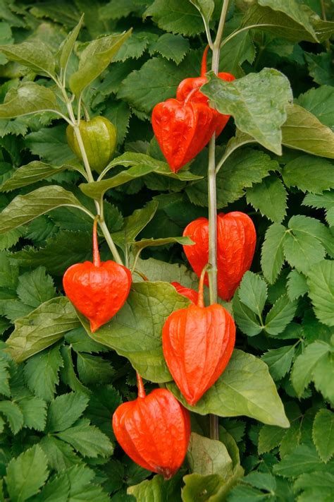 Chinese Lantern Plants Can Brighten Up Your Garden With Their Flashy