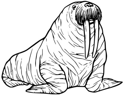 Walrus 20 Coloring Page Free Printable Coloring Pages For Kids