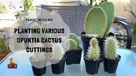 Tips On Potting A Cactus Planting Various Opuntia Cuttings Youtube