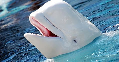 Sea Life Trust Beluga Whale Sanctuary Guide To Iceland