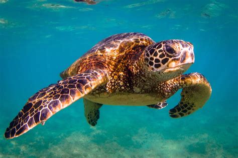 Everything You Need To Know About The Grand Cayman Sea Turtle Farm