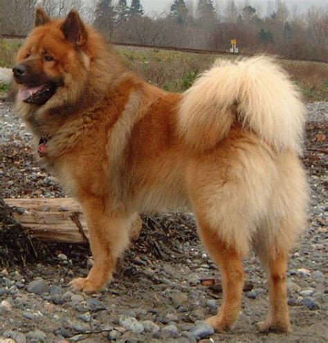 Eurasier Dog Breed Information And Images K9 Research Lab
