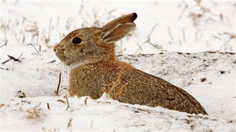 Whats Up Doc How Rabbits Endure Harsh Winters