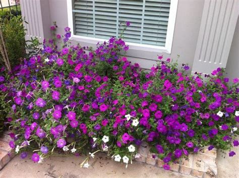 Dark cherry pink flowers that practically glow as well as scent like watermelon. Petunia ~ Laura Bush Petunia~Heirloom More cold tolerant ...