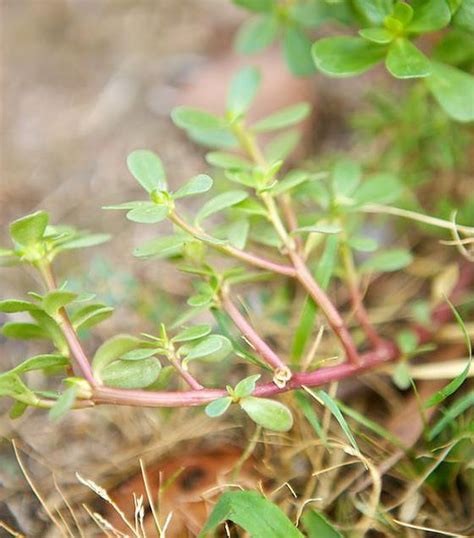 Please, please, please, do not use a wild plant that you have not positively identified with an experienced expert, who knows what it is! Oklahoma Wild Greens | Edible wild plants, Wild food, Wild ...