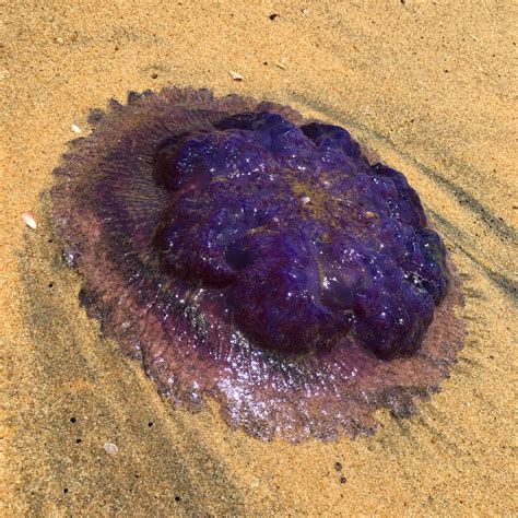 Large Purple Jellyfish Kerala Jellywatch