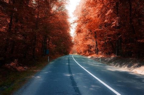 Premium Photo Asphalt Road Through Autumn Forest