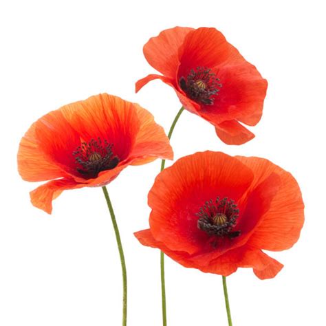 Poppy Flowers Stock Photos Pictures And Royalty Free Images Istock