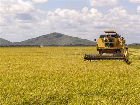Combines Harvester Harvesting Rice Stock Photo Image Of Crop Food