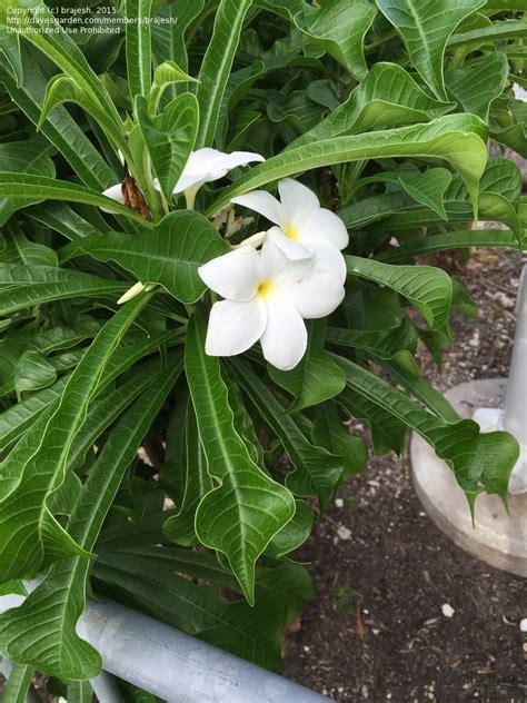 Check spelling or type a new query. Plant Identification: CLOSED: Please help id this "penis ...