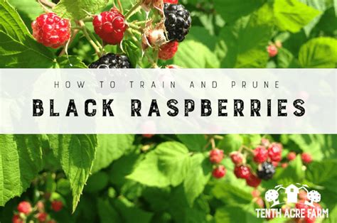 How To Train And Prune Black Raspberries Black Raspberry Raspberry