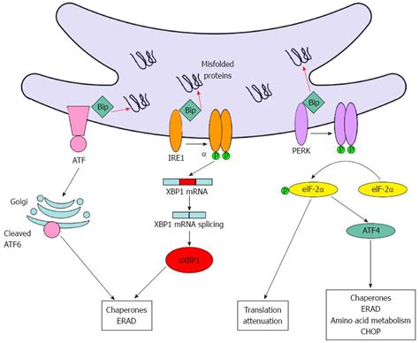 Role Of Endoplasmic Reticulum Stress In The Pathogenesis Of