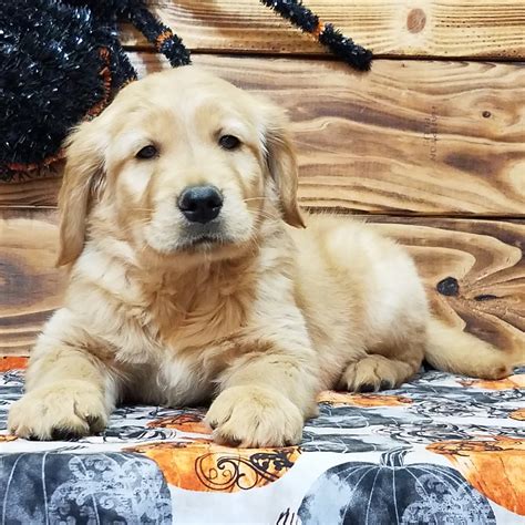 Golden Retriever Male Id1920 Mk Central Park Puppies