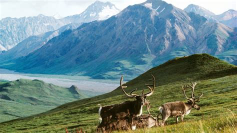 Arctic National Wildlife Refuge Alaska Conservation Foundation
