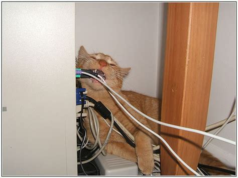 Perfect for dogs, cats and other small animals. How To Keep Your Cat From Chewing Cables