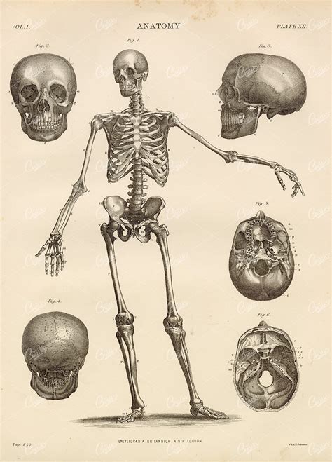 Antique Anatomy Print Encyclopedia Britannica 1880 Century Library