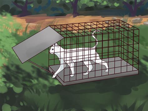 How To Trap Cats 14 Steps With Pictures Wikihow