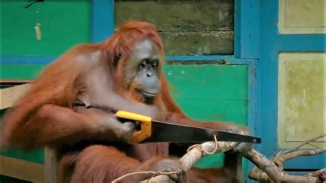 Incredible Orangutan Moments Part 1 Top 5s BBC Earth YouTube