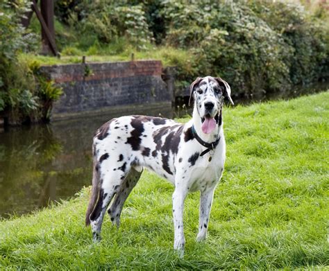 Great Dane Dog Free Stock Photo Public Domain Pictures