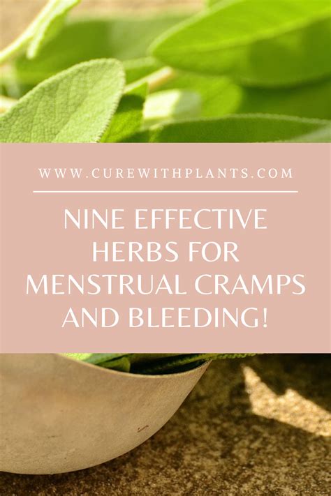 Nine Effective Herbs For Menstrual Cramps And Bleeding Curewithplants In Herbs