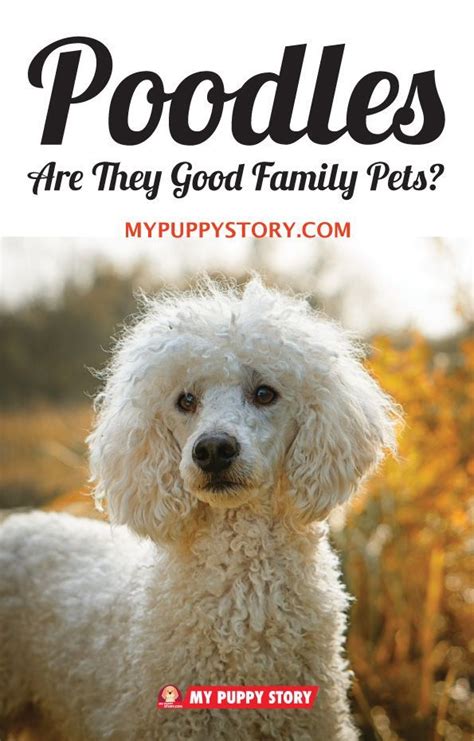 If you have a french bulldog, you do have a dog that does not bark much, but he will shed. Poodles: Are They Good Family Pets? | Dog names, Girl dog ...