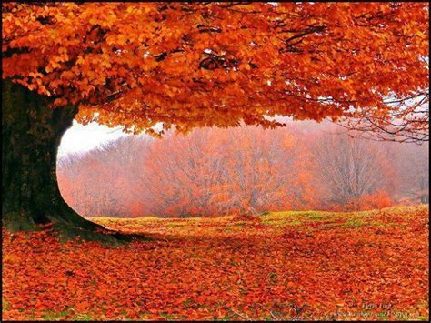87 Best Images About Fall Foliage On Pinterest Fiery Red