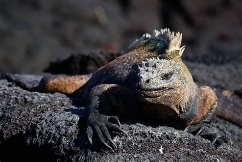 Ditetapkan Sebagai Situs Warisan Dunia Ini Fakta Kepulauan Galapagos