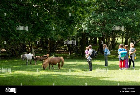 New Forest National Park Hampshire England Stock Photo Alamy