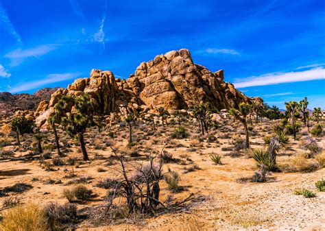 Mojave Desert Joshua Tree National Park California United States Oc