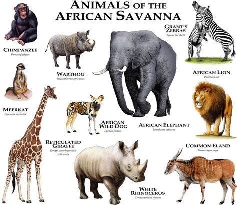 Mammals In African Savanna Pets Lovers