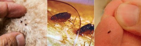 Amazing Facts About Fleas Pest Control North Brisbane