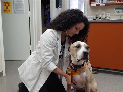 There are no exam fees and we tailor your pet's vaccinations, heartworm, flea and tick medication to suit the needs of their individual lifestyle. Pet Wellness Care Rochester, NY 14625 | Penfield ...