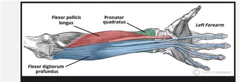 Teach Me Anatomy Anterior Compartment Of Arm And Cubital Fossa