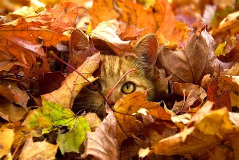 Fall Day Autumn Leaves Cat Girl Hd Wallpaper Peakpx