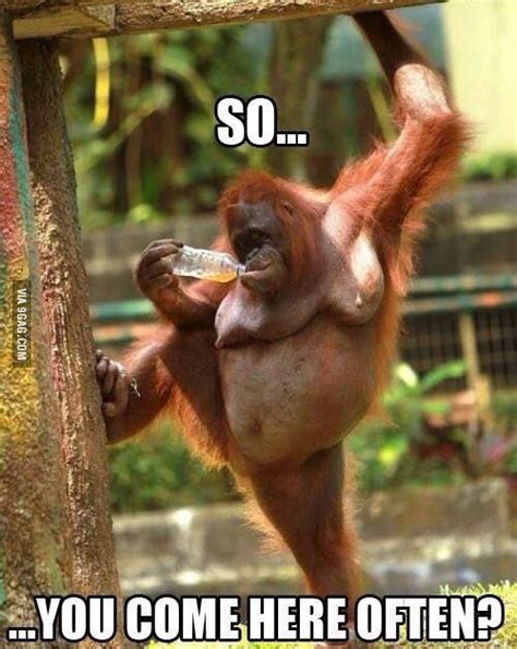 Me Trying To Flirt Monkeys Funny Funny Animal Memes Funny Pictures