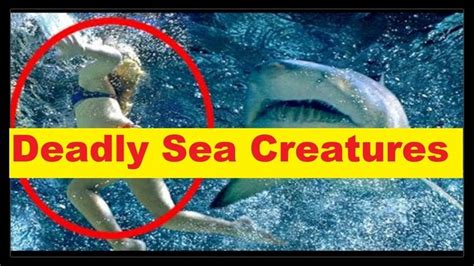 Top 10 Deadly Sea Creatures In The World Most Dangerous Sea Creatures