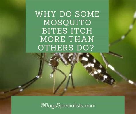 Why Do Some Mosquito Bites Itch More Than Others Do Pest Control Heroes