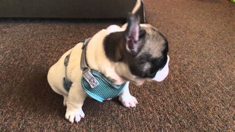 Adorable Frenchie Tiny 9 Week Old French Bulldog Puppy Wearing